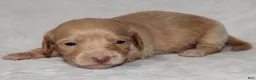 Miniature Dachshund dogs for sale: Sunny  - Ad 3