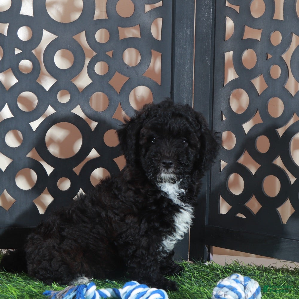 Miniature Poodle dogs Oreo Handsome Black and White Poodle Puppy - Ad 2