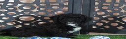 Miniature Poodle dogs for sale: Oreo Handsome Black and White Poodle Puppy - Ad 2