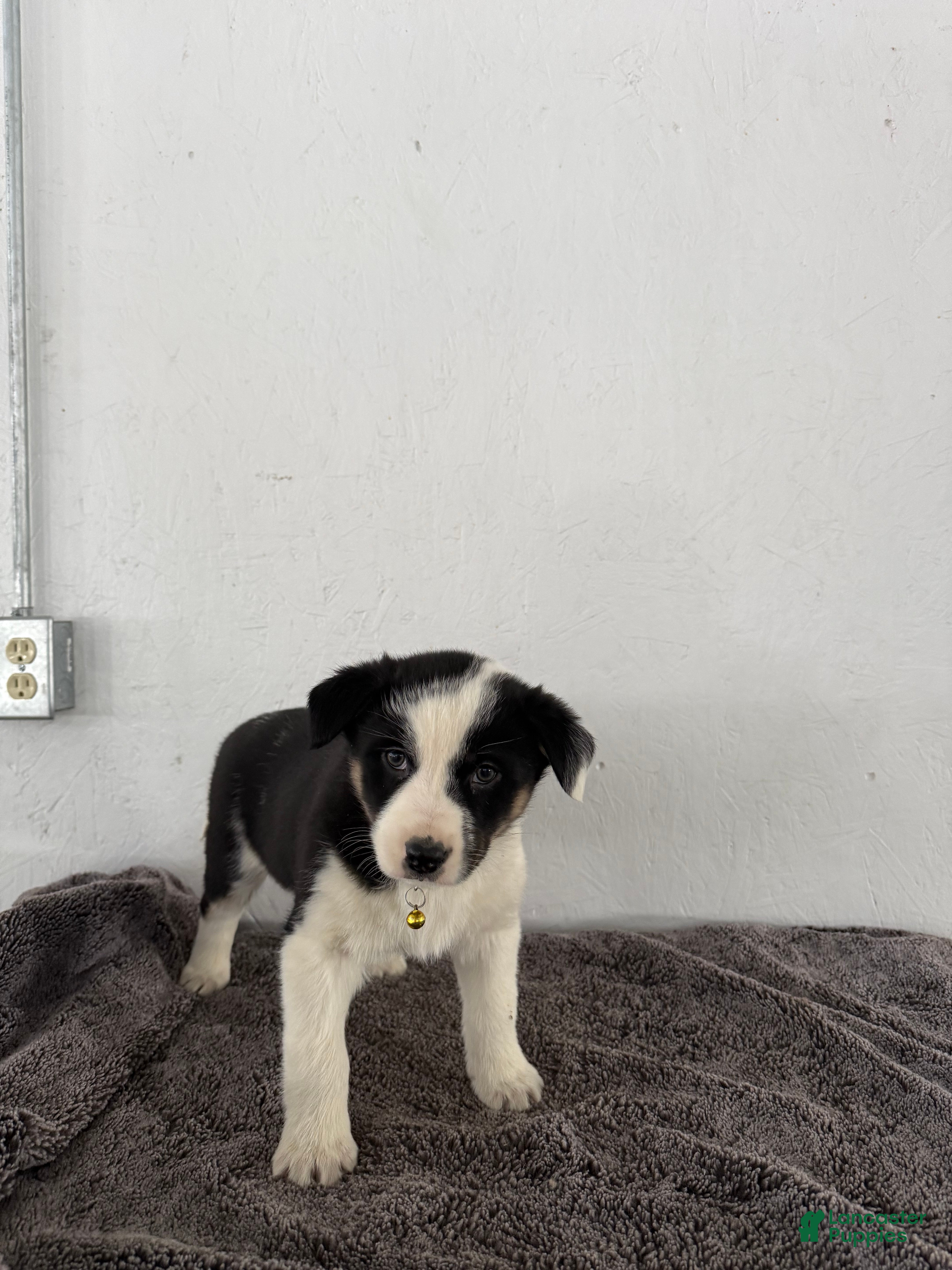 Mixed Breed dogs Panda - Ad 36