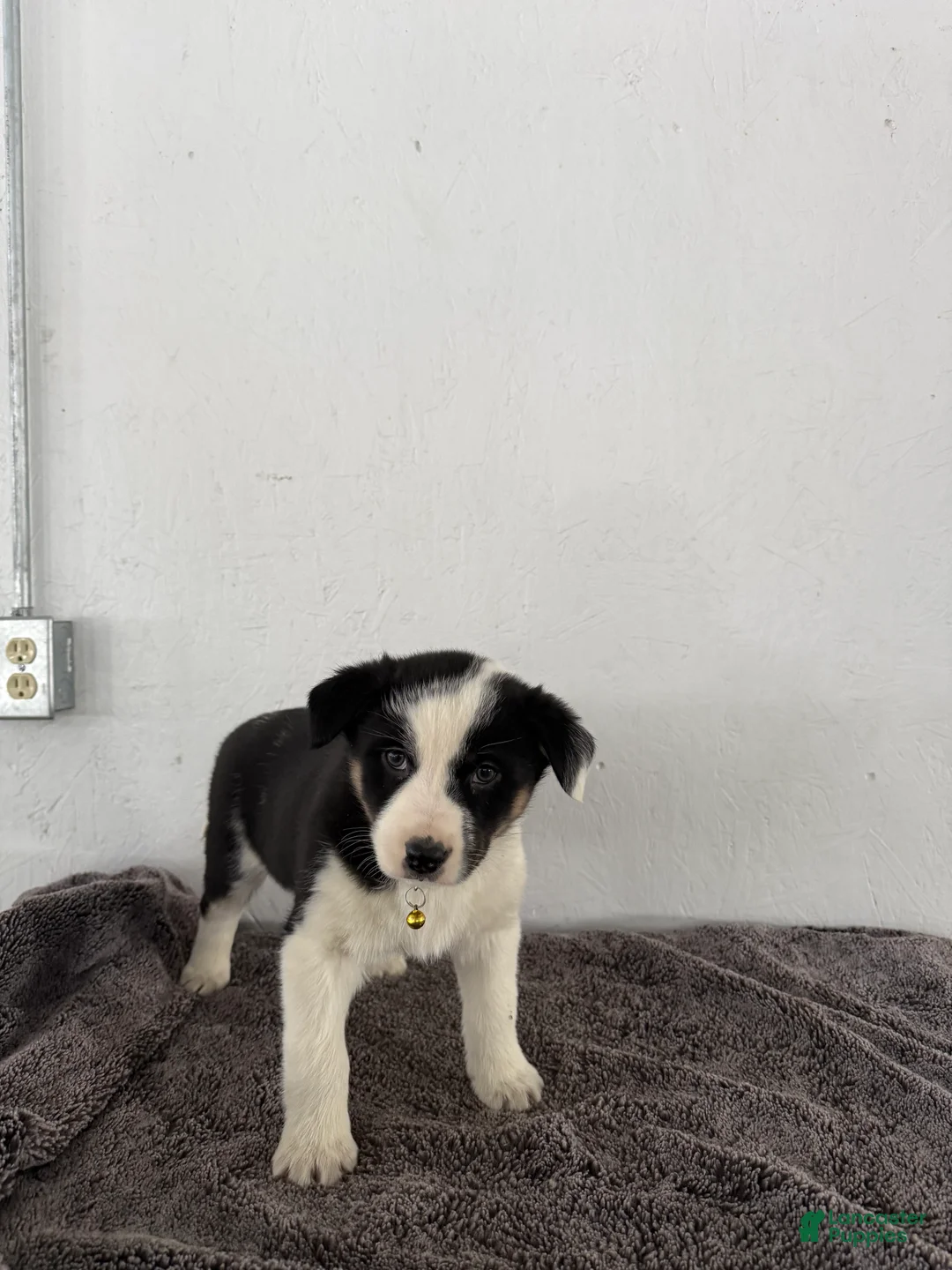 Mixed Breed dogs for sale: Panda - Ad 1