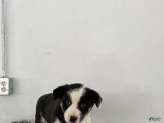 Mixed Breed dogs Panda - Ad 36