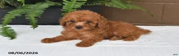 Toy Poodle dogs for sale: Maggie - Ad 5