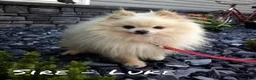 Pomeranian dogs for sale: Sophie - Ad 11