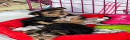 Yorkshire Terrier dogs for sale: Yorkshire Black - Ad 5