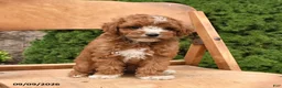 Miniature Poodle dogs for sale: Scout - Ad 4