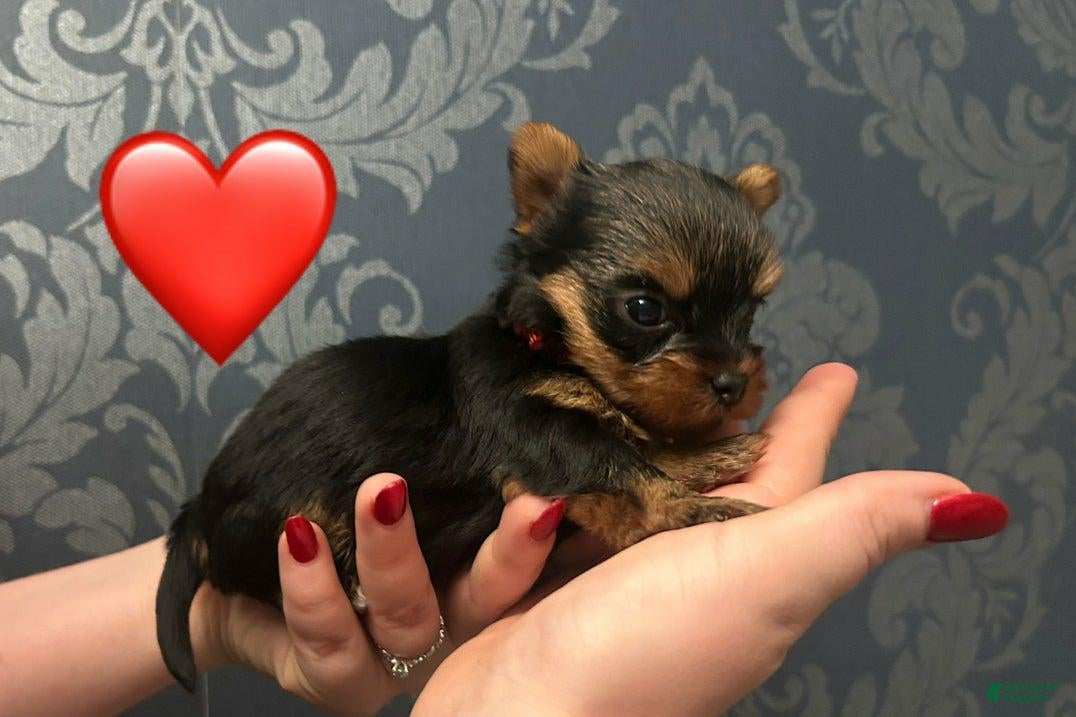 Yorkshire Terrier dogs Lara - Ad 8