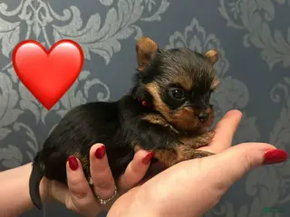 Yorkshire Terrier dogs Lara - Ad 8