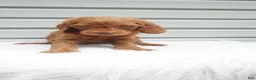 Goldendoodle dogs for sale: Rubble - Ad 11
