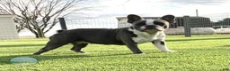 French Bulldog dogs for sale: Victor French Bulldog  - Ad 4
