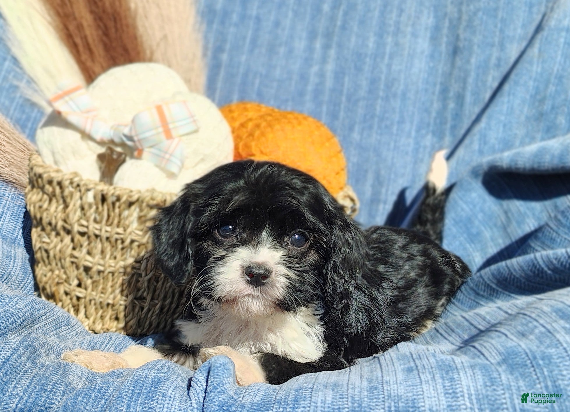 Cavapoo dogs for sale: Trevor  - Ad 1