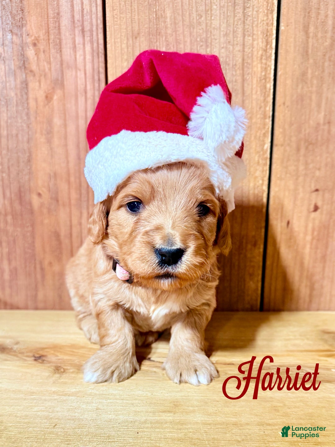 Mini Goldendoodle dogs for sale: Harriet, F1b Mini Goldendoodle - Ad 1