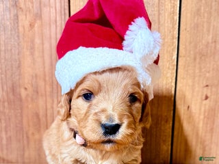 Mini Goldendoodle dogs Harriet, F1b Mini Goldendoodle - Ad 19