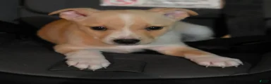 PEANUT