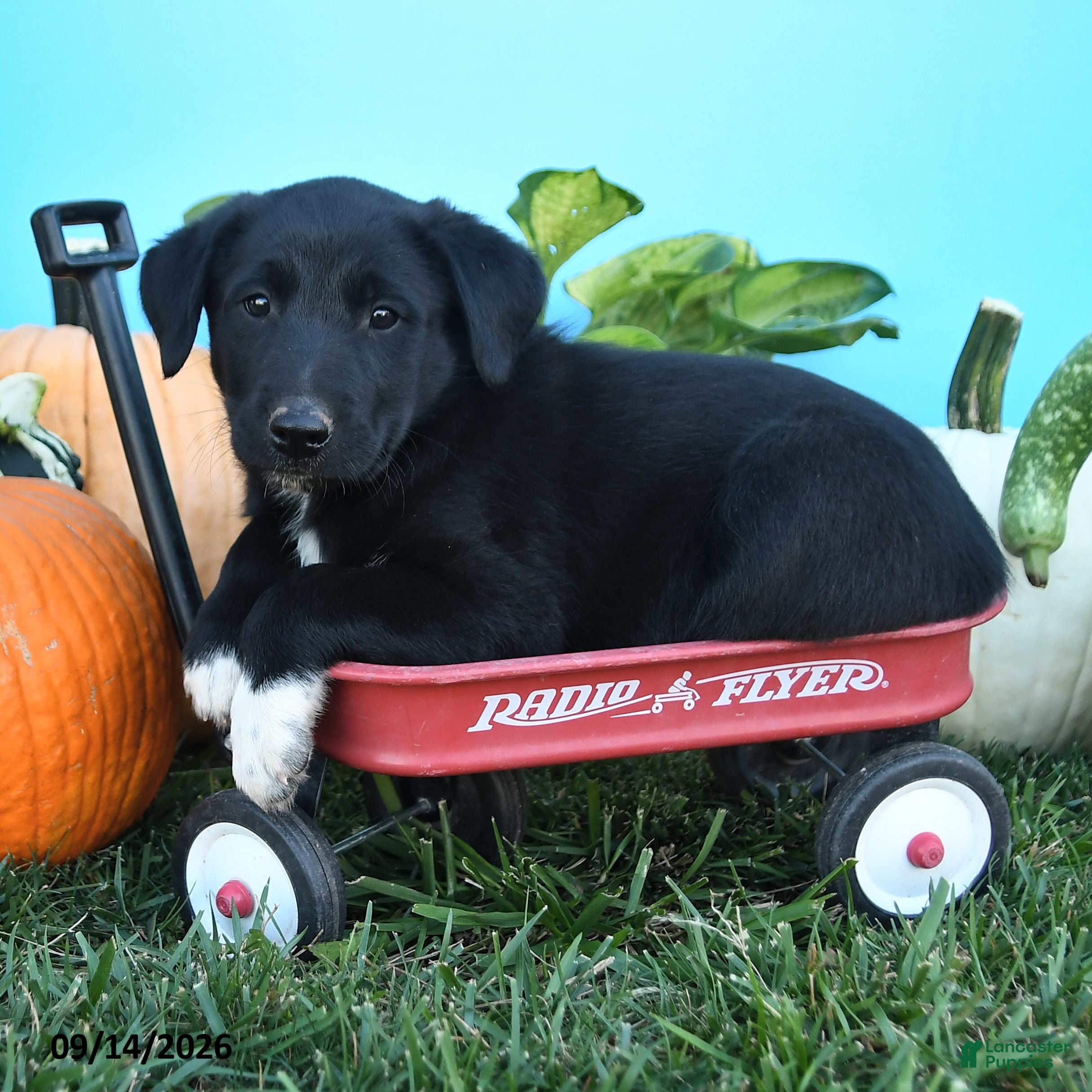 Mixed Breed dogs Raleigh - Ad 2