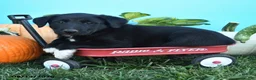 Mixed Breed dogs for sale: Raleigh - Ad 2
