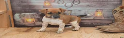 Jug dogs for sale: Fern - Ad 5