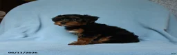 Yorkiepoo dogs for sale: Tootsieroll - Ad 3