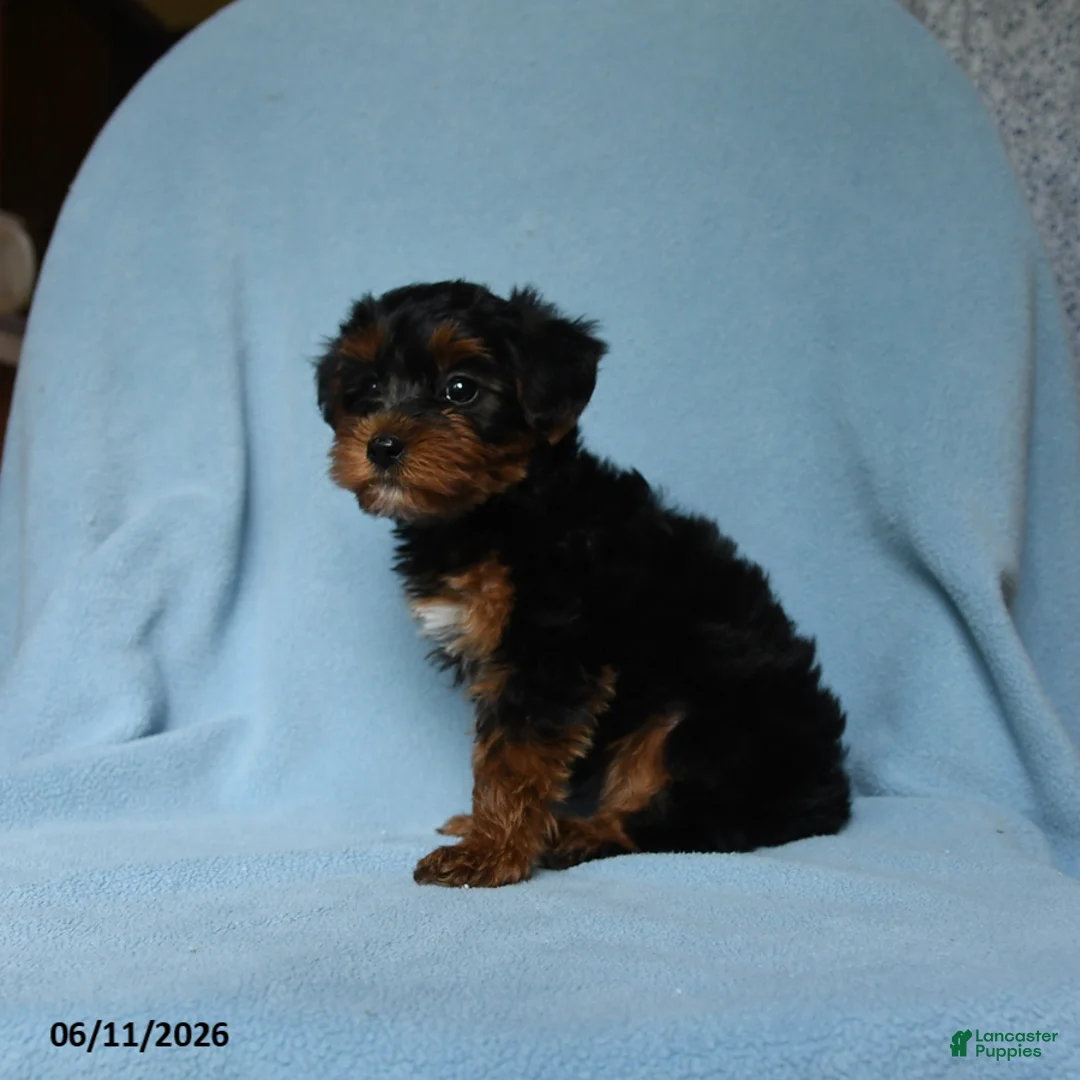 Yorkiepoo dogs for sale: Tootsieroll - Ad 3