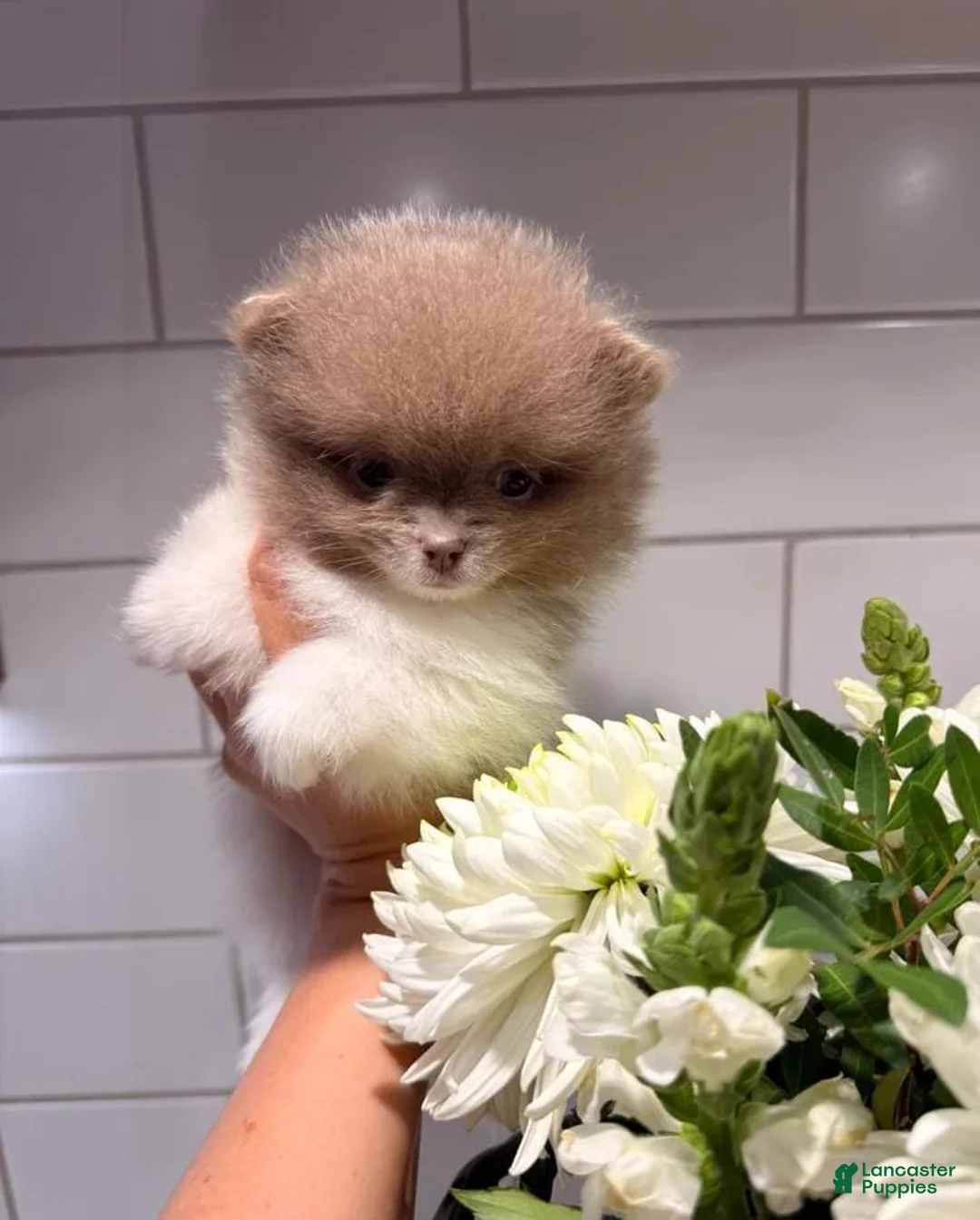 Pomeranian dogs for sale: Tania  - Ad 10