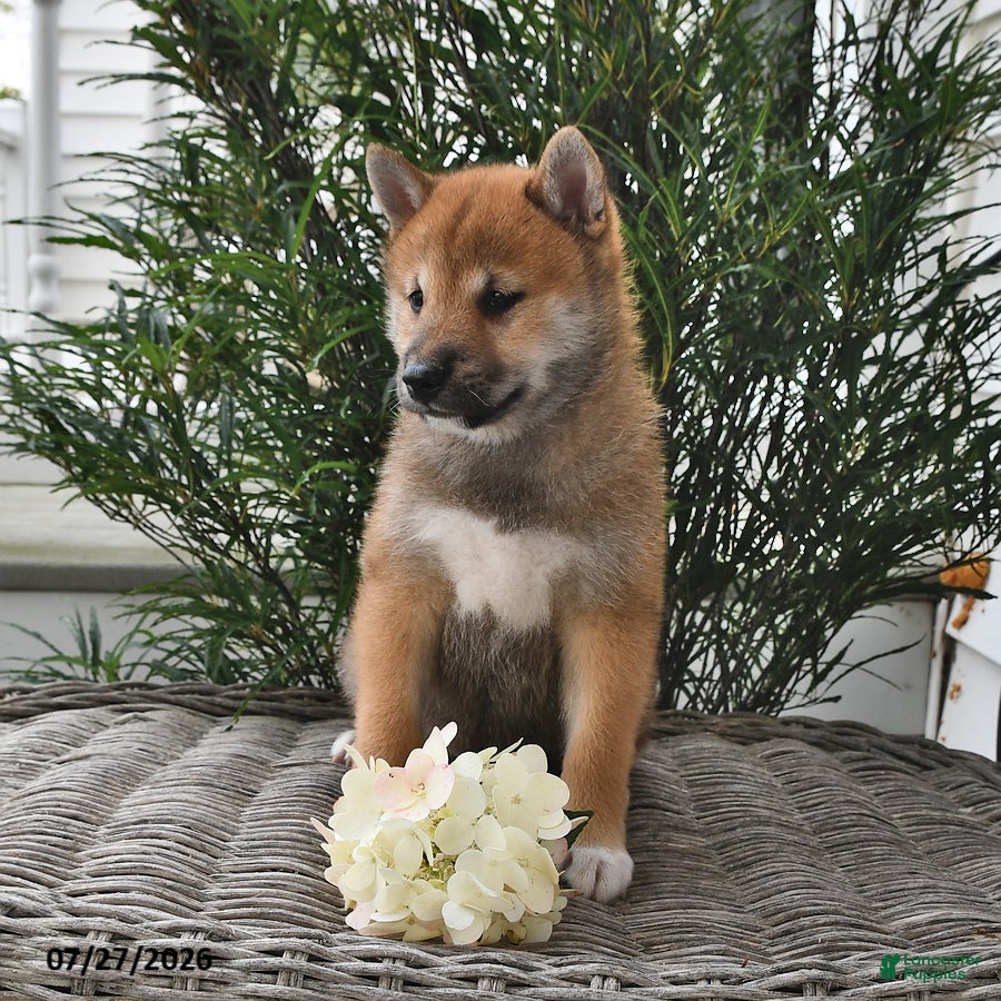 Shiba Inu dogs Spencer - Ad 2