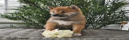 Shiba Inu dogs for sale: Spencer - Ad 2