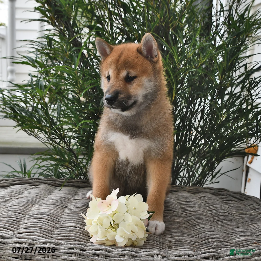 Shiba Inu dogs for sale: Spencer - Ad 2