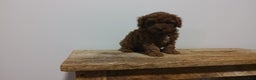 Miniature Poodle dogs for sale: Miniature Poodle Puppy 3 - Ad 4