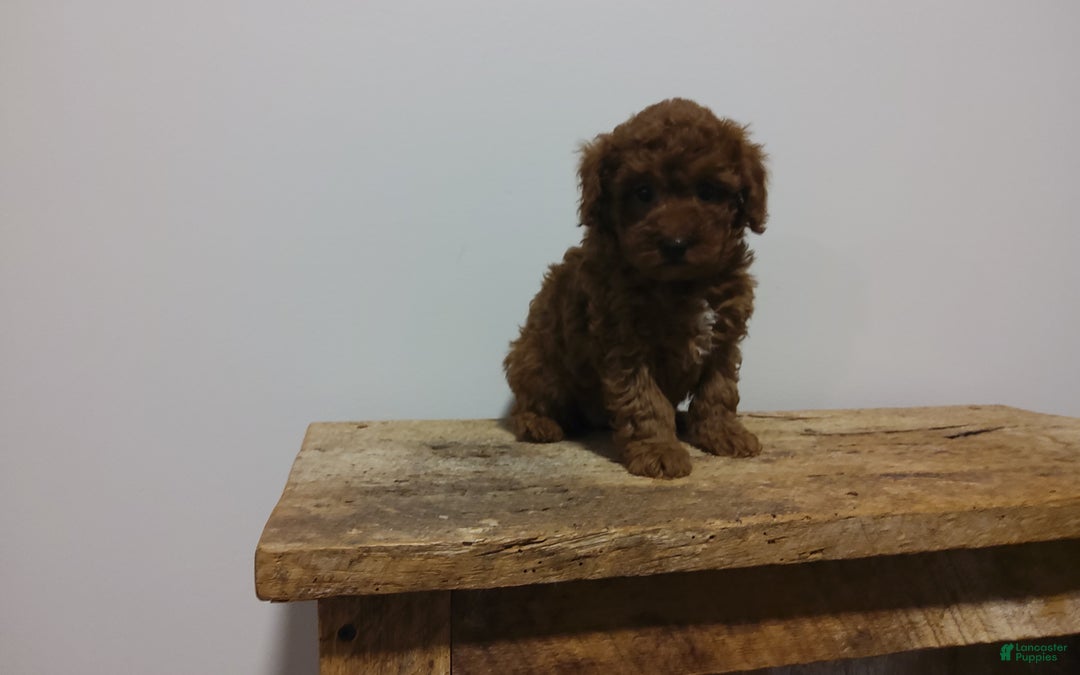 Miniature Poodle dogs for sale: Miniature Poodle Puppy 3 - Ad 4