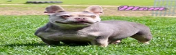 French Bulldog dogs for sale: Princess - Ad 7