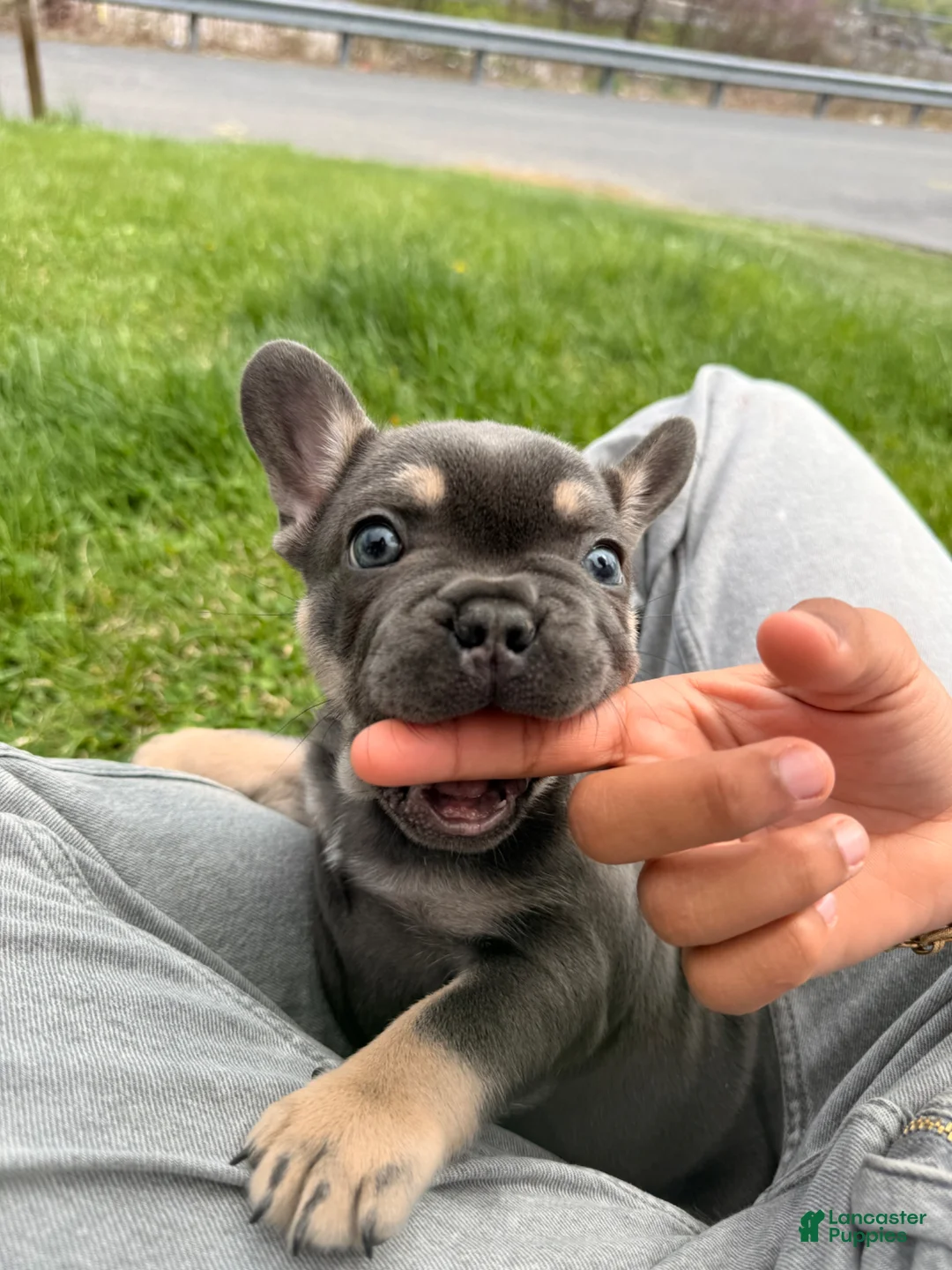 French Bulldog dogs for sale: French Bulldog Puppy  - Ad 2