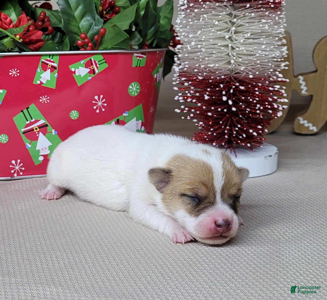 Jack Russell Terrier dogs for sale: Westfork's TANG - Ad 4