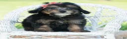 Miniature Poodle dogs for sale: Delani - Ad 6