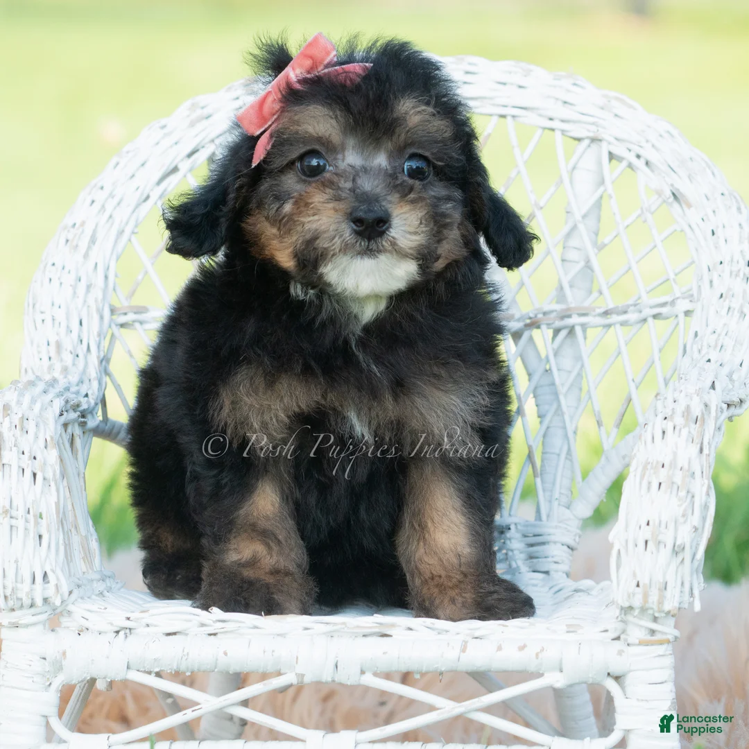 Miniature Poodle dogs for sale: Delani - Ad 6