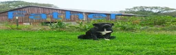 Mixed Breed dogs for sale: Shadow - Ad 3