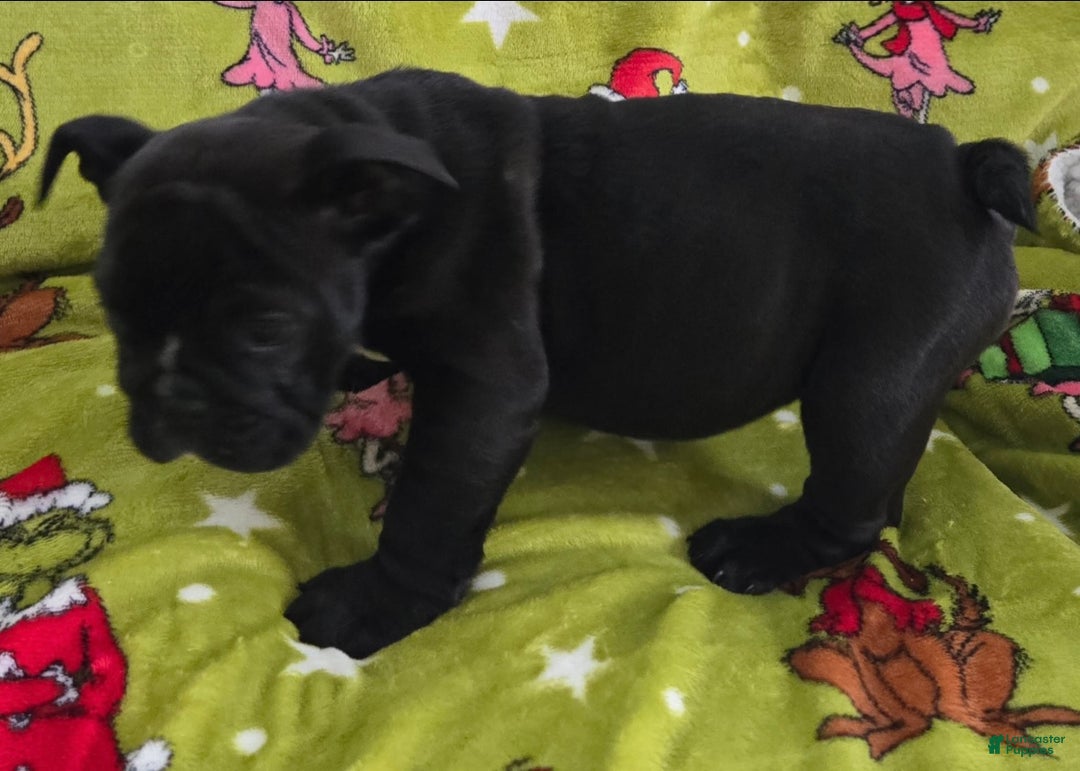 English Bulldog dogs for sale: Angus - Ad 4