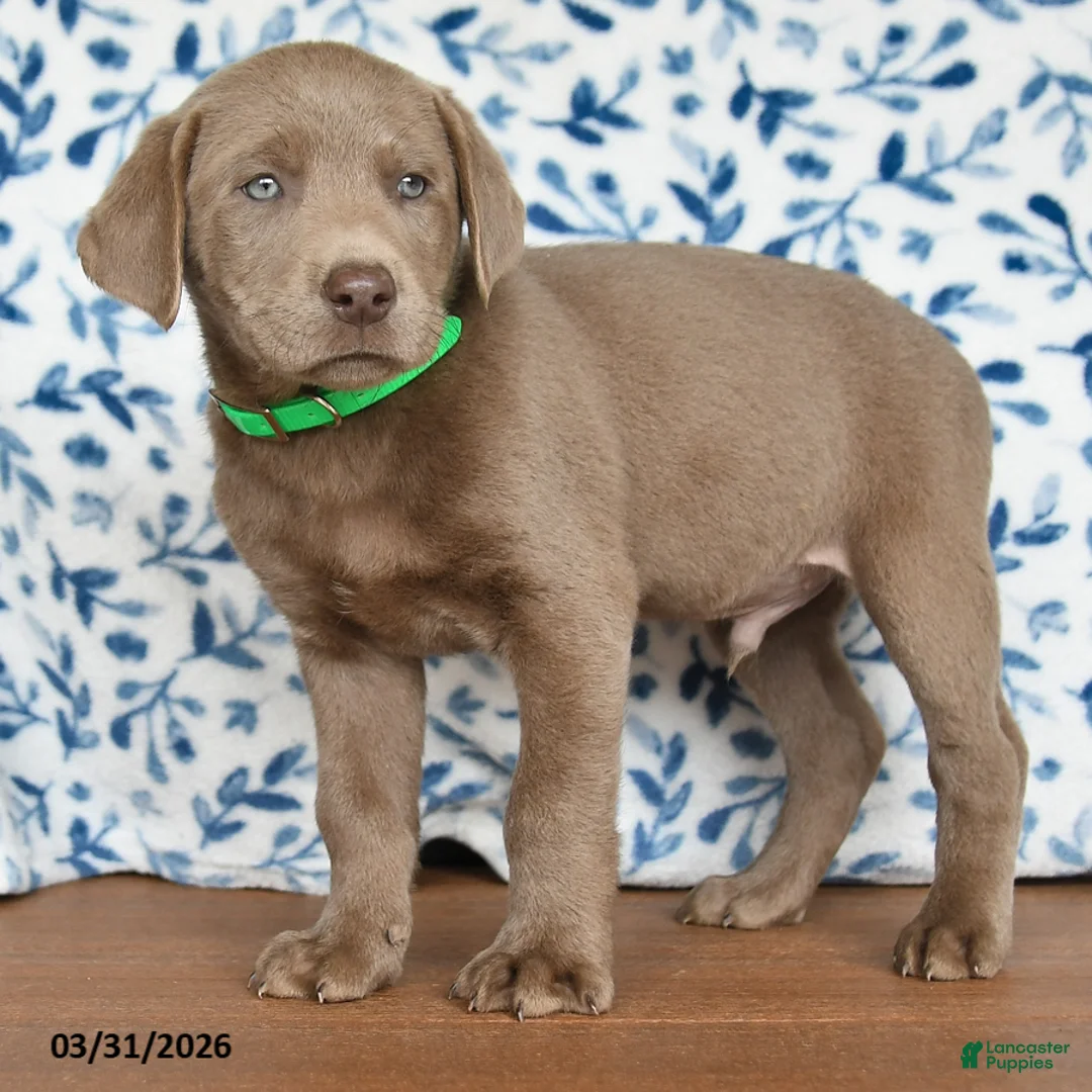 Labrador Retriever dogs for sale: Gibbs - Ad 2