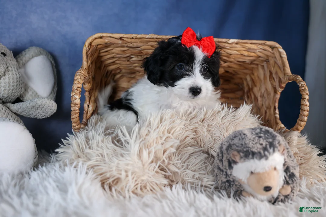 Havapoo dogs for sale: FRITZ - Ad 9