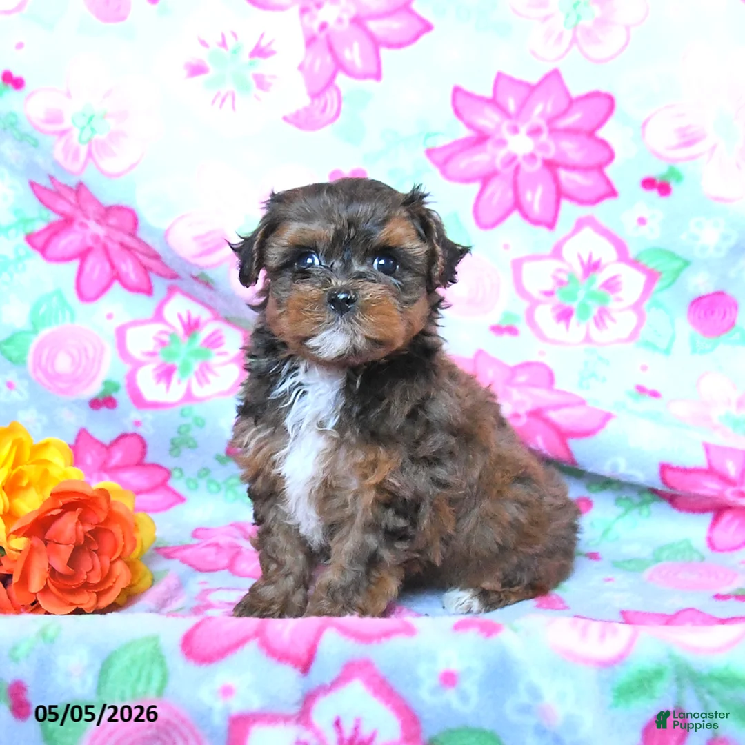 Havapoo dogs for sale: Hickory - Ad 1