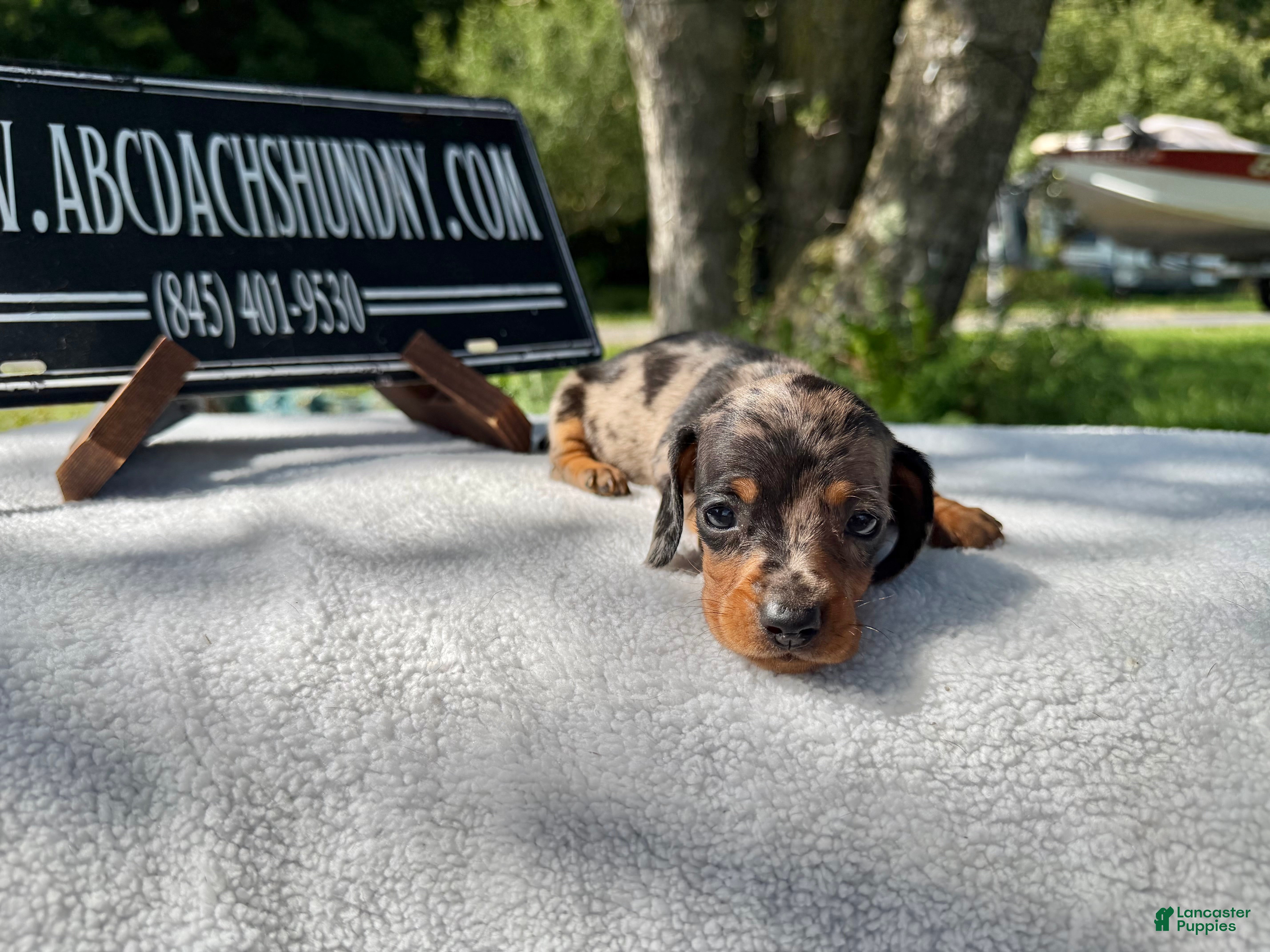 Miniature Dachshund dogs Smooth mini dapple Russian  - Ad 41