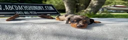 Miniature Dachshund dogs for sale: Smooth mini dapple Russian  - Ad 1