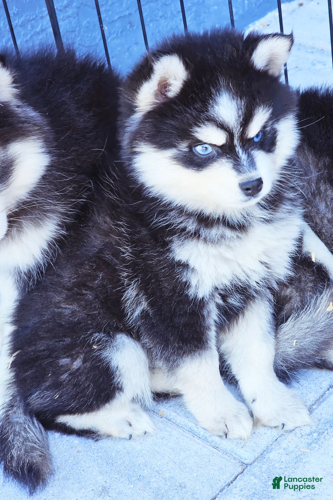 Pomsky dogs for sale: Jex - Ad 4
