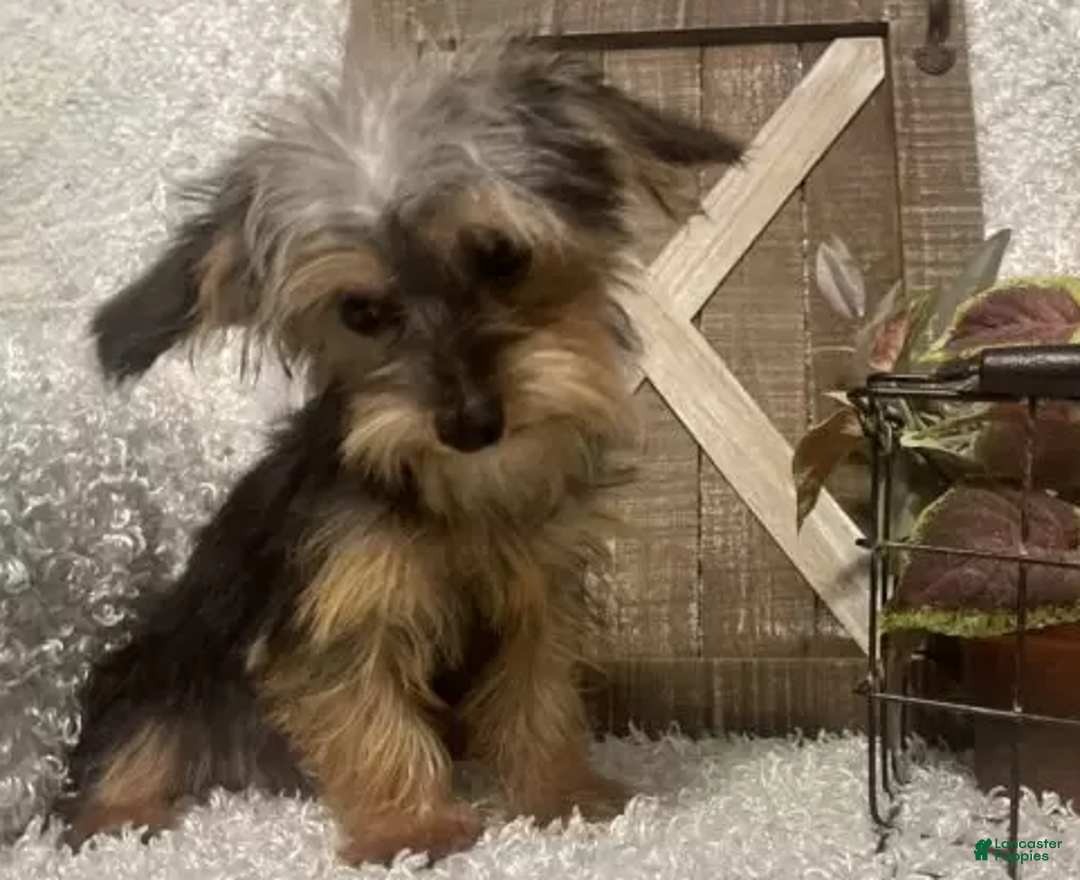Yorkiepoo dogs for sale: COOPER - Ad 6