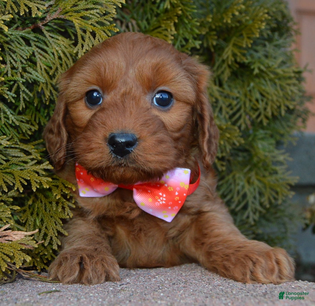 Cockapoo dogs for sale: Coco - Ad 10