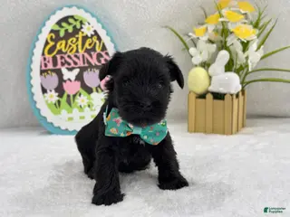 Miniature Schnauzer dogs Bleu Male 3 - Ad 40