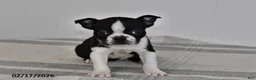 Boston Terrier dogs for sale: Olivia - Ad 3