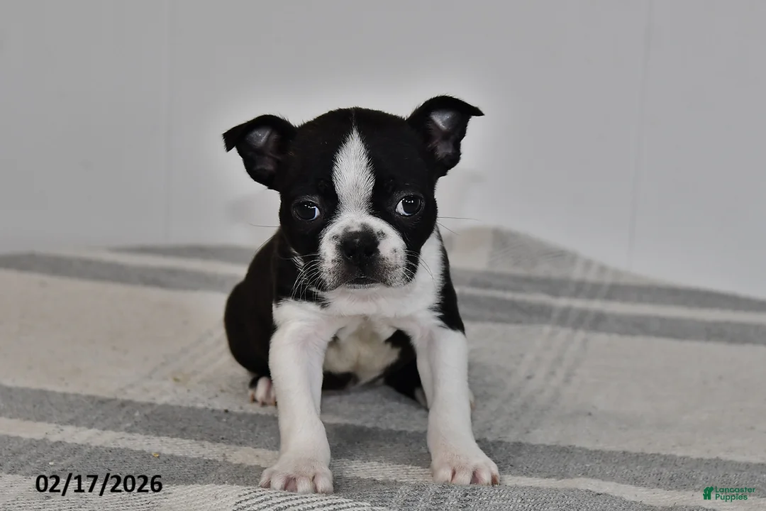 Boston Terrier dogs for sale: Olivia - Ad 3
