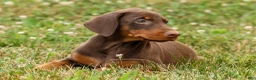 Doberman Pinscher dogs for sale: DIXIE - Ad 13