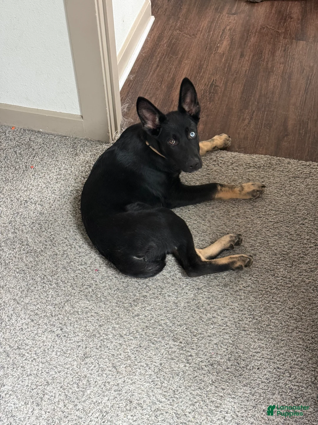 German Shepherd dogs for sale: German Shepherd Puppy 1 - Ad 1
