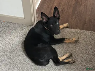 German Shepherd dogs German Shepherd Puppy 1 - Ad 30